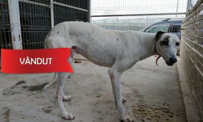 Câine din rasa ogar (metis) - Alb